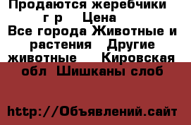 Продаются жеребчики 14,15 16 г.р  › Цена ­ 177 000 - Все города Животные и растения » Другие животные   . Кировская обл.,Шишканы слоб.